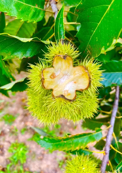 Châtaignier Aux Fruits Verts Aux Feuilles — Photo