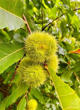 Yeşil meyveli ve yapraklı kestane ağacı
