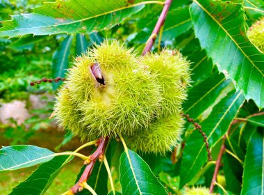 Yeşil meyveli ve yapraklı kestane ağacı