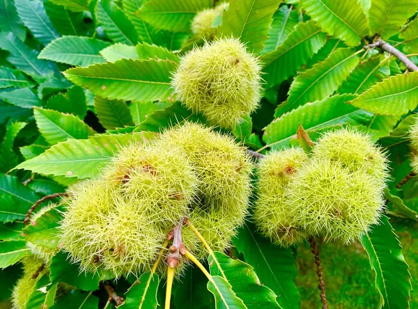 Châtaignier Aux Fruits Verts Aux Feuilles — Photo