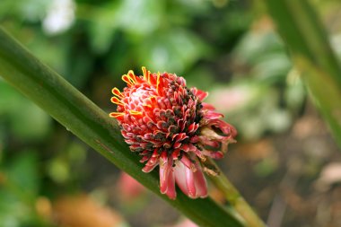 Karayip flora