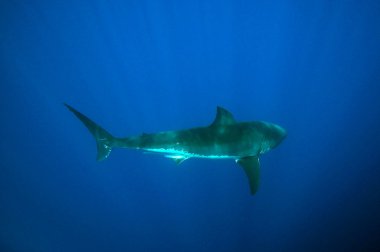 Büyük beyaz köpekbalığı