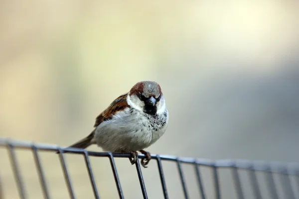 Vogel — Stockfoto