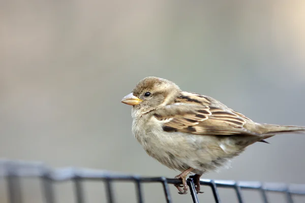 Pájaro — Foto de Stock