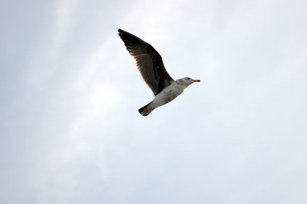 Flying Bird — Stock Photo, Image