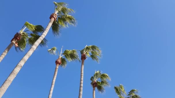 Rüzgarlı Palmiye Ağaçları — Stok video
