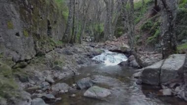 Orman nehrinin üzerinde uçarken