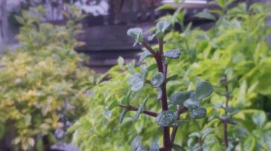 House Garden 'da yağmur yağıyor