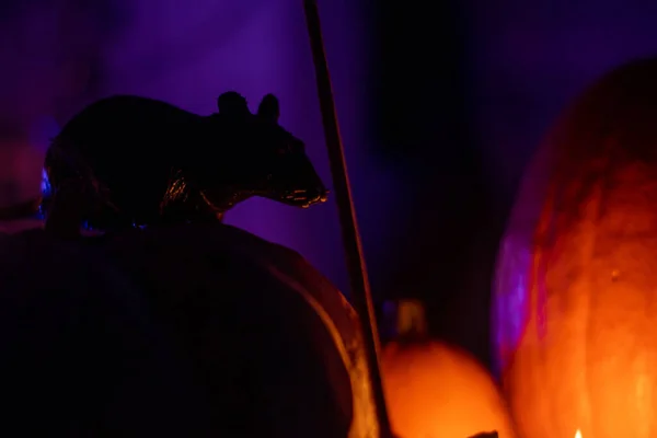 Rato Brinquedo Uma Abóbora Halloween Luz Velas — Fotografia de Stock