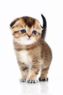 İskoç kedi yavrusu