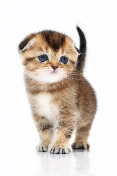 İskoç kedi yavrusu