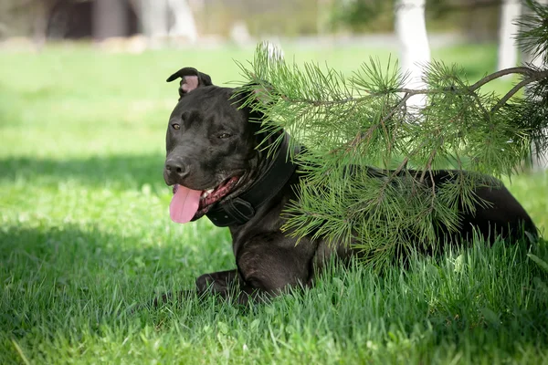 Pitbull terrier americano