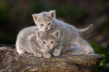 iki yavru kedi