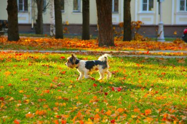  Köpek parkta yürüyor.