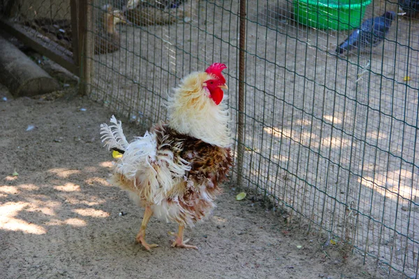 Der Ungepflegte Hahn Gehege — Stockfoto