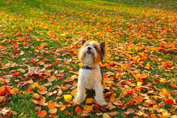 Perro Parque — Foto de Stock