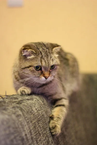 Шотландська Висловуха Кішка — стокове фото