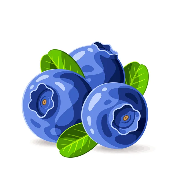 Bleuets et feuilles avec gouttes d'eau — Image vectorielle
