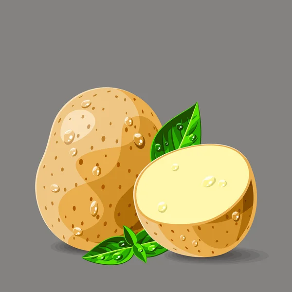Verse aardappelen met basilicum en water druppels — Stockvector