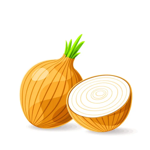 Cebolla morena fresca — Vector de stock