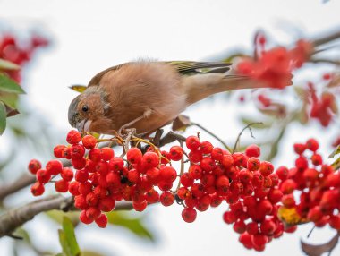 Finch yabanmersini yiyor.