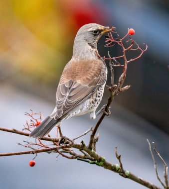 Ardıç kuşu yabanmersini yer.