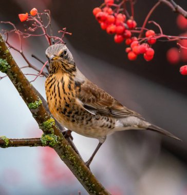 Ardıç kuşu yabanmersini yer.