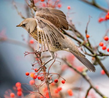 Ardıç kuşu yabanmersini yer.