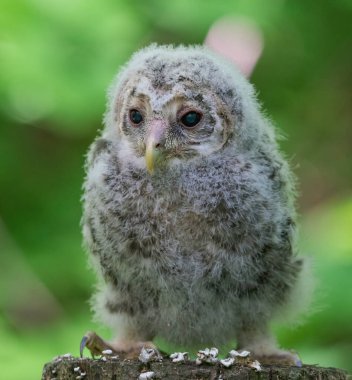 Uzun kuyruklu baykuş yavrusu ağaç kütüğünde oturur.
