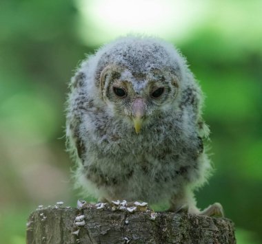 Uzun kuyruklu baykuş yavrusu ağaç kütüğünde oturur.