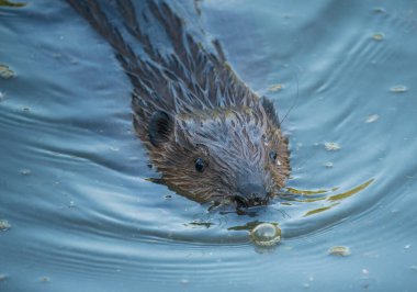 Kunduz nehirde yüzer