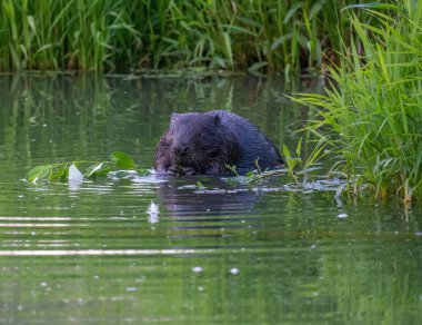Kunduz nehirde bir ağaç dalı yer.