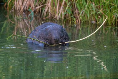 Kunduz nehirde bir ağaç dalı yer.