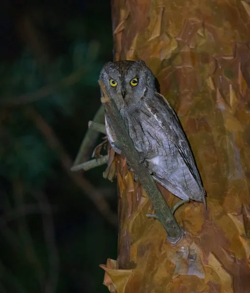 夜幕降临的时候 猫头鹰坐在树上 闪烁着光芒 — 图库照片