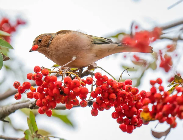 Finch Mange Des Baies Rowan — Photo