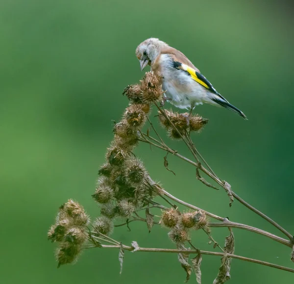 Goldfinch Alimenta Semillas Bardana — Foto de Stock