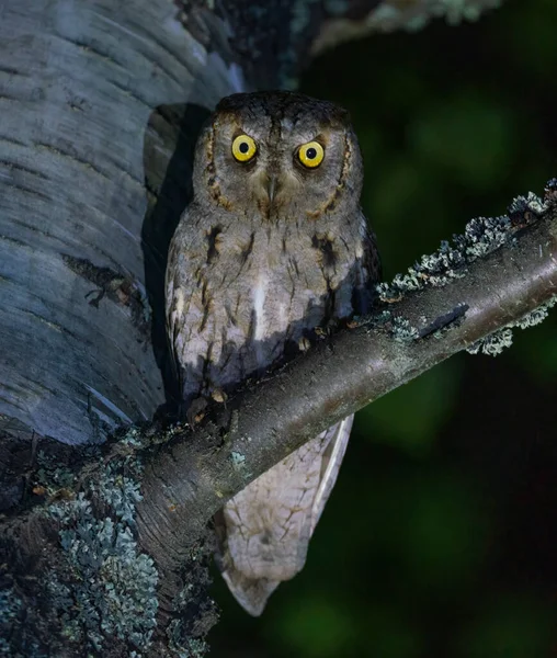 Scops Owl Sits Tree Night Rays Light — Stock Photo, Image