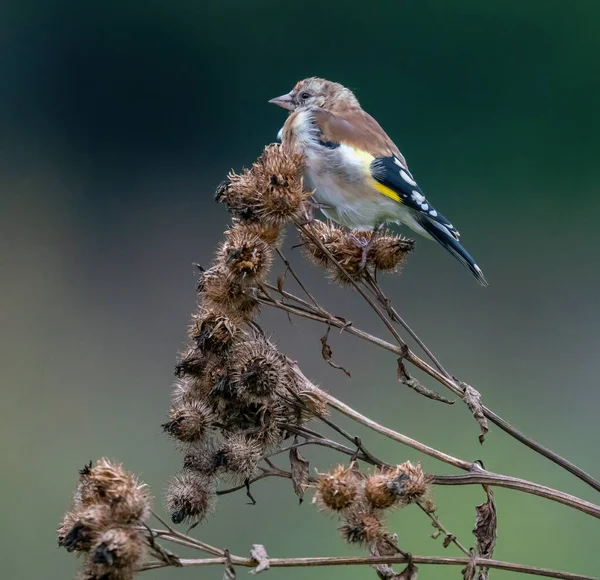 Goldfinch Alimenta Semillas Bardana —  Fotos de Stock
