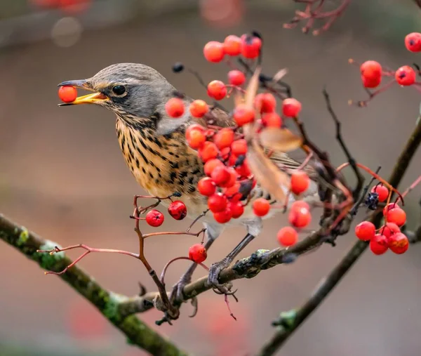 Ardıç kuşu yabanmersini yer.