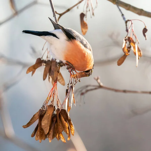 树枝上的牛翅雄鸟吃树叶 — 图库照片