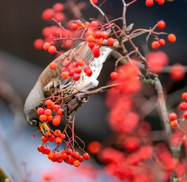 Grive Mange Des Baies Rowan — Photo