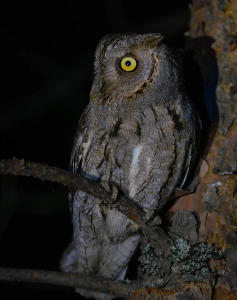 Scops Owl Sits Tree Night Ray Light — стоковое фото