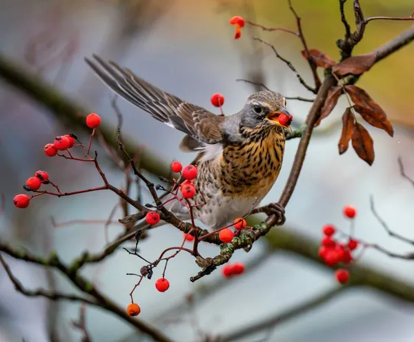 Ardıç kuşu yabanmersini yer.