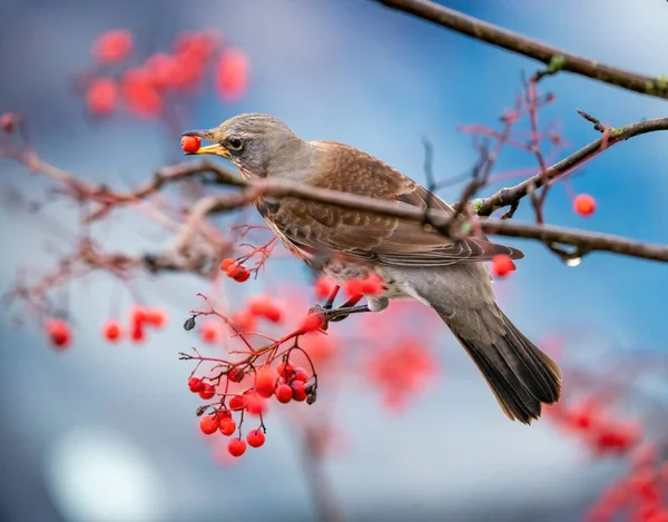 Ardıç kuşu yabanmersini yer.