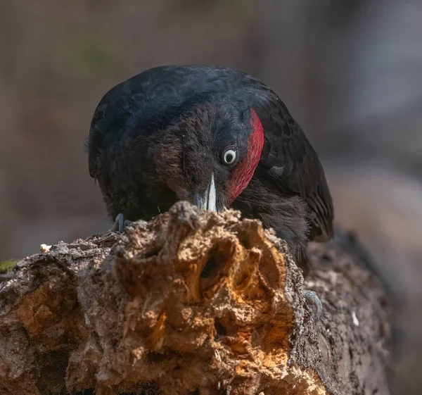 Woodpecker Gets Its Food Wood — Stock Photo, Image