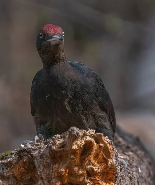 Woodpecker Gets Its Food Wood — Stock Photo, Image