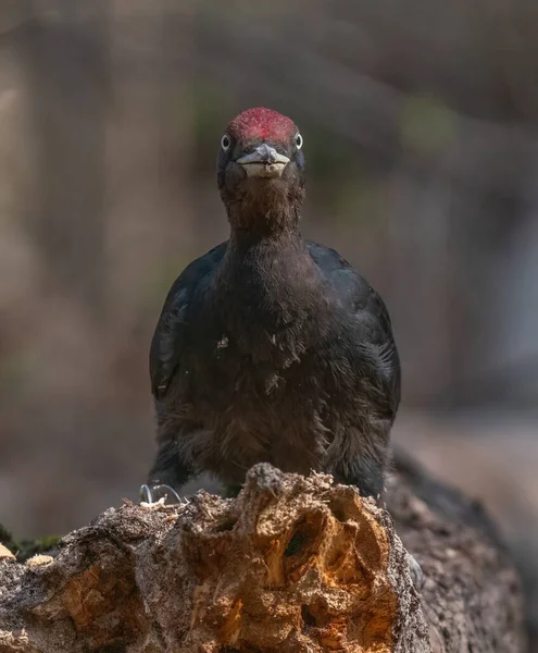 Woodpecker Gets Its Food Wood — Stock Photo, Image