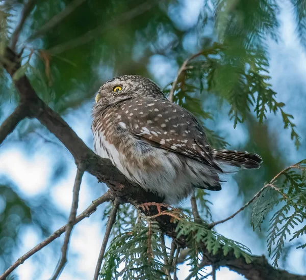 Serçe baykuş bir ağaç dalında oturur.