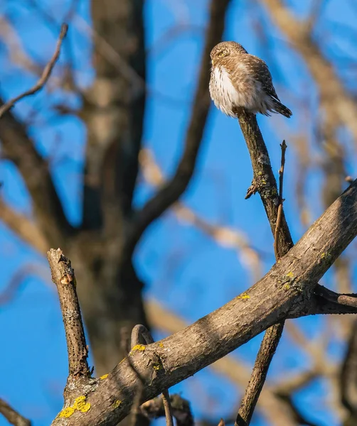 Hibou Des Moineaux Assis Sur Une Branche Arbre — Photo