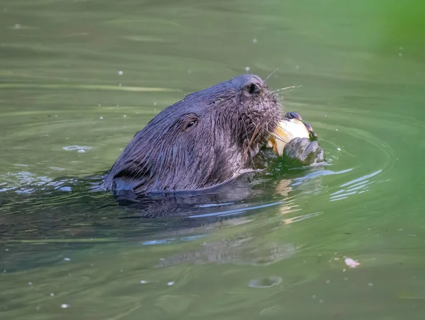 Hubert Isst Einen Apfel Fluss — Stockfoto